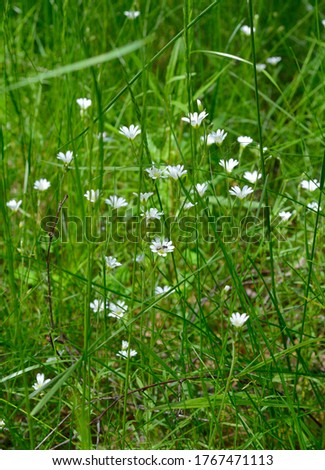 Cerastium fontanum, also called mouse-ear chickweed, common mouse-ear, or starweed