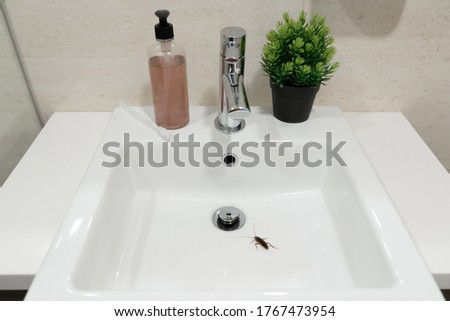 Cockroach in the bathroom on the sink. The problem with insects