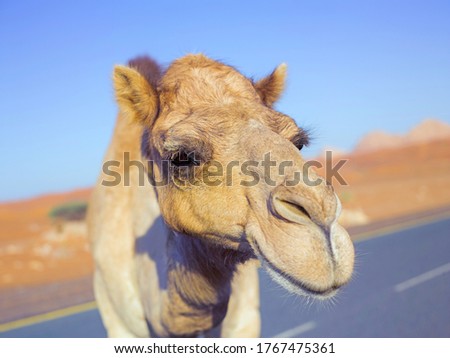 Portrait of cute yellow wild camel muzzle, eyes, nose and eyelashes  Royalty-Free Stock Photo #1767475361
