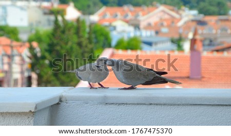 Couple of pigeons kiss on the balcony. Against the background of the old Turkish city.