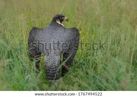 Portrait of a beautiful Peregrine Falcon (Falco peregrinus) on the ground. Falco peregrinus in the nature habitat.