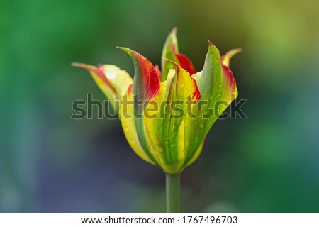 Beautiful orange and green flower tulip Green River growing 