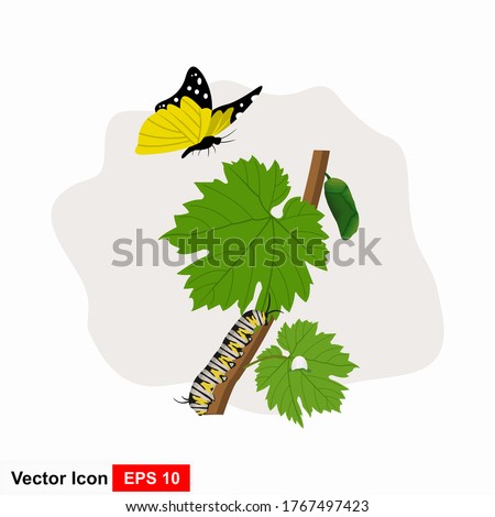 The life cycle of a butterfly in a flat style. Vector illustration of an isolated with white background.