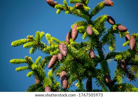 Multi-colored bumps on the branches of a coniferous tree.