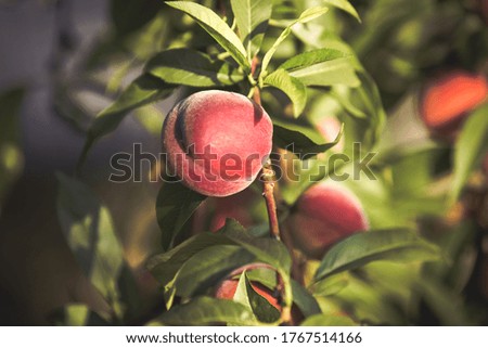 Organic ripe peach on branch