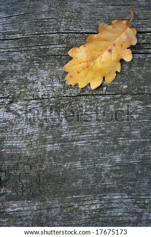 Oak leaf on an old wood panel