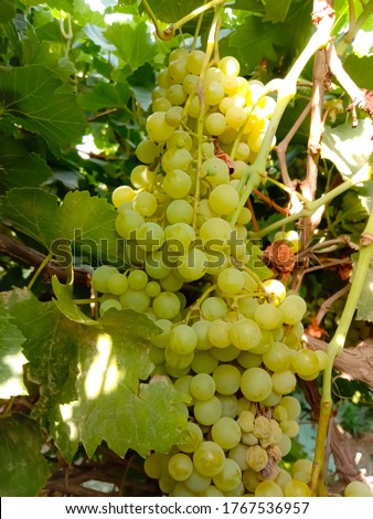 Close up of Grapes Hanging on Branch in Grapes Garden.Sweet and tasty white grape bunch on the vine.Green grapes on vine, shallow depth of field.Branch of grapes ready for harvest.Selective Focus.