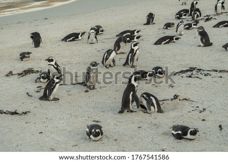 African Penguin ( Spheniscus demersus) at Boulders Beach. Simons Town on the Cape Peninsula. South Africa.