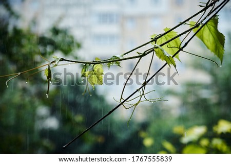 Heavy rain view from the apartment window. Close-up picture of green grapes leaves and branches covered with water drops during thunderstorm. Summer showers.