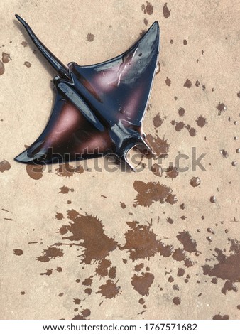lilac stingray on a gray  background with drops