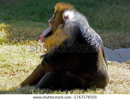 A beautiful baboon is resting under bright sunlight.