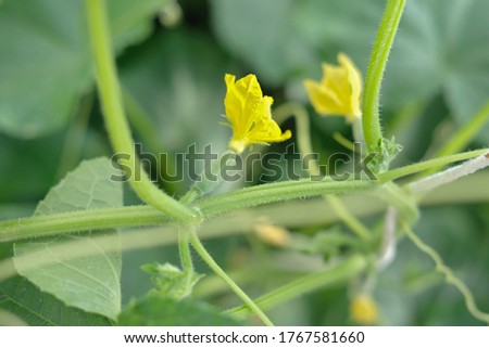 small cucumbers growing in a greenhouse. cucumbers with yellow bud flowers over green leaves. home grown vegetables concept. gardening and farming. local food. summer harvesting. selective focus