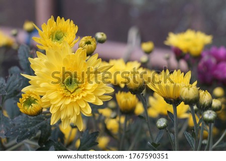 blossoming yellow petals of aster flower in the garden