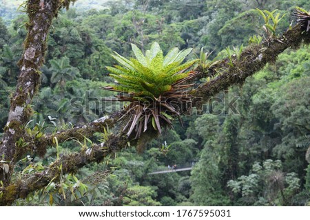 Bromeliad epiphyte in Costa Rica rainforest  Royalty-Free Stock Photo #1767595031