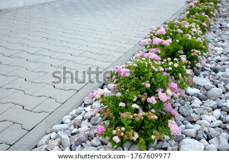 Shrubs pink flowering in a row of mulched white pebbles. The paving follows the sidewalk from interlocking paving. Royalty-Free Stock Photo #1767609977