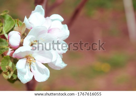 White Apple blossoms on an autumn red orange blurred background. Copy space.