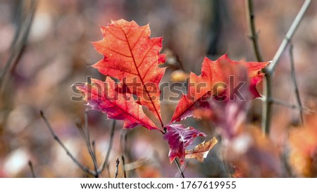Bright autumn leaves of red oak in the forest on a blurred background