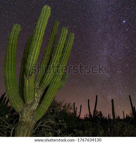 Starry galaxy night shot with cactus in the desert astrological￼￼