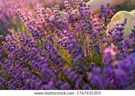 A woman's hand touches lavender, feeling nature. A woman collects lavender. Cosmetic product. The concept of appeasement, aromatherapy. High quality photo