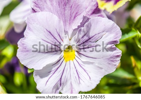 Pansy flower in a rustic flower pot