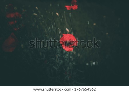 red poppies growing among green grass on a summer day