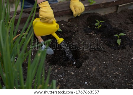 gardener waters freshly planted flowers and plants from watering can. Gardening concept. open air free time concept. blogging concept. Growing clean vegetables without chemical fertilizers