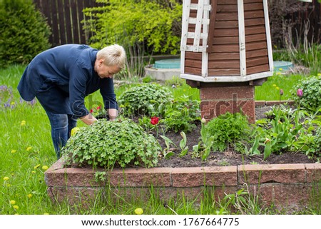 female middle-aged gardener planting flowers on decorative flower bed with windmill amidst green countryside. Gardening concept. anti-stress cure concept. open air free time concept. blogging concept