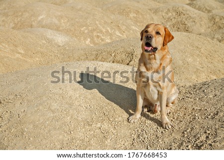 big dog fawn labrador retriever good friend sits in desert on yellow sand on sunny day