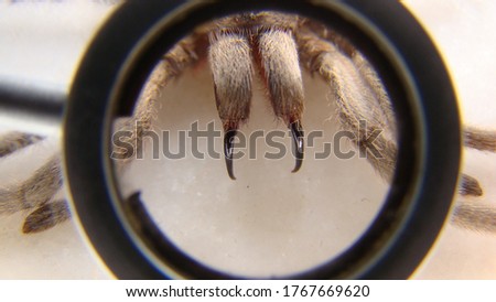 Tarantula as a pet.
Exotic veterinarian examines a spider fangs, vet. Biologist.
female of tarantula in threatening position.
Arthropods, invertebrates.
insect, bug, animal, wildlife, wild nature Royalty-Free Stock Photo #1767669620