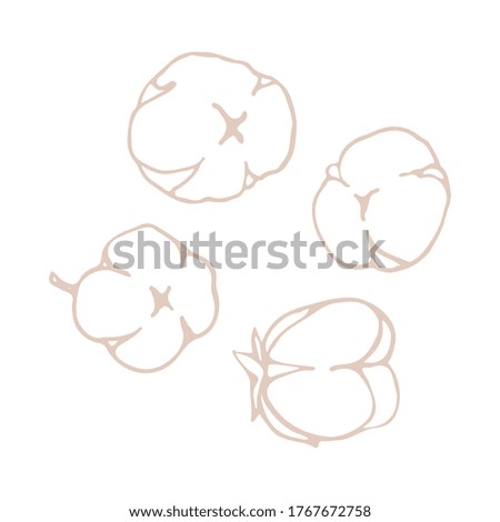 Cotton flowers and balls, rustic, elegant herb. Cotton flower for wedding invitation, greeting card, label, logo, icon. Symbol of natural eco organic. Outline. Vector hand drawn stock illustration.
