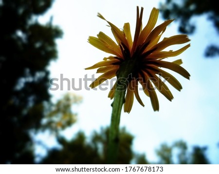 Macro shot of a dandelion bottom view.