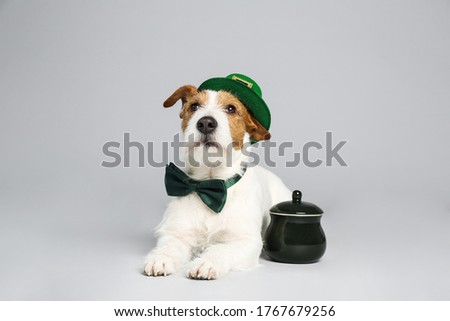 Jack Russell terrier with leprechaun hat, bow tie and pot on light grey background. St. Patrick's Day
