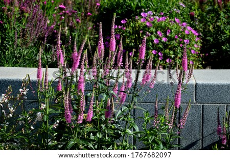 prairie perennial flowerbed with a different set of flowers of a flowerbed of a larger plant just flowering