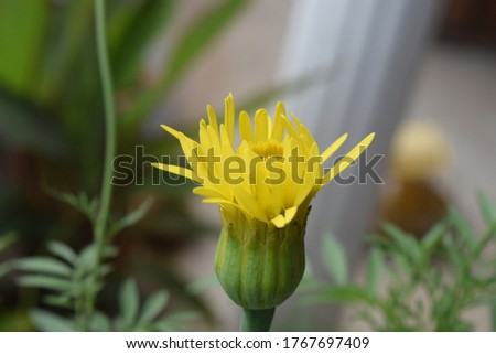 Mexican marigold flower close up view