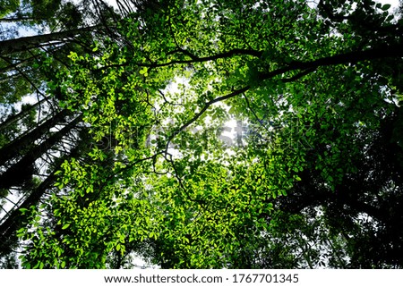 japanese forest shine sunlight outdoor day wild