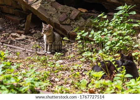 Homeless kitten with a black mom cat near a dilapidated house in the summer, close-up