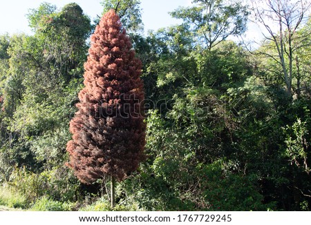 The Pinheiro do Brejo - Taxodium distichum is a coniferous tree, belongs to the Taxodiaceas family, native of the Southern United States, deciduous, vigorous, of slow growth.