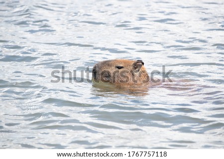 capybara mammal swimming in the lake