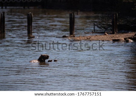 capybara mammal swimming in the lake