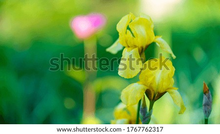 Close up of closed yellow tulips on background of green leaves. Beautiful flowers swaying in wind. Concept of nature background.