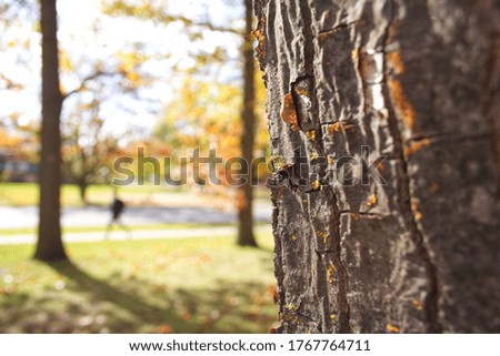 Close up of a tree trunk on the side