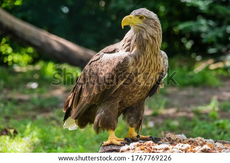 Beautiful white tailed eagle standing  in a cage at the zoo. Royalty-Free Stock Photo #1767769226
