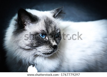 Portrait of ragdoll cat with blue eyes.