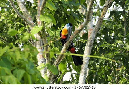 A beautiful Toucan enjoying some resting time as he remains perched on a branch