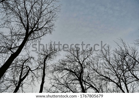 tree in winter, photo as a background