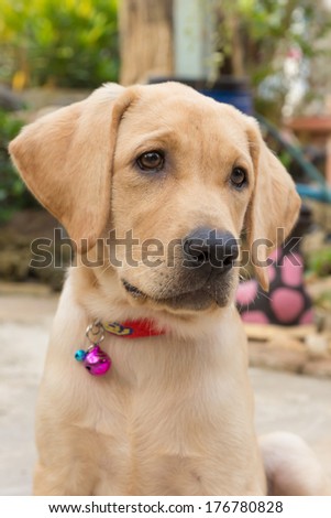 the dog puppy of labrador retriever is cute pet for the family with baby