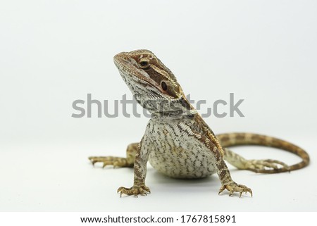 A young bearded dragon (Pogona sp) is showing aggressive behavior.