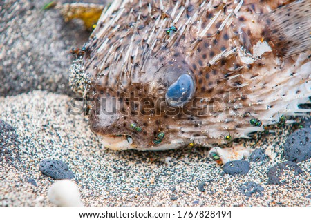 Spiny porcupine fish washup and inflated on beach with green flies close-up.
