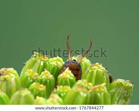 female common or European earwig (Forficula auricularia) hiding in a flower bud with just its pinchers showing