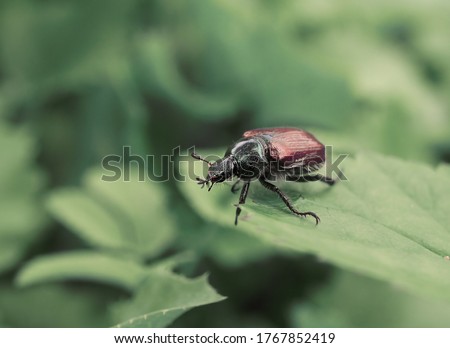 Bug on the leaf in the garden of countryhouse